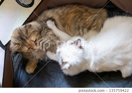Cute Ragdoll cat playing with brown cat Cute Ragdoll cat playing with brown cat 135759422