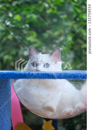 Cute, 6 months old Ragdoll cat in clear bowl on cat tree Cute, 6 months old Ragdoll cat in clear bowl on cat tree 135759554