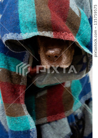 Labrador Retriever dog is sitting on chair, wrapped in a blanket.  135759575