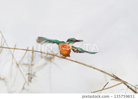 Winter common kingfisher (Alcedo atthis) Winter common kingfisher (Alcedo atthis) 135759651