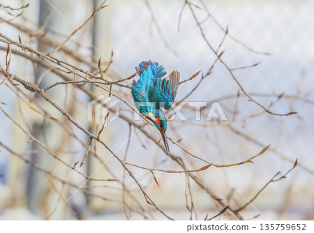 Winter common kingfisher (Alcedo atthis) 135759652