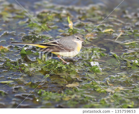 grey wagtail (Motacilla cinerea) 135759653