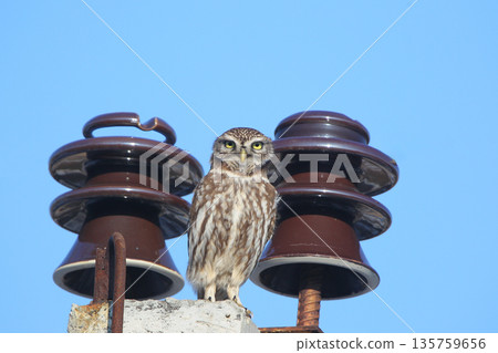 High-voltage little owl (Athene noctua) High-voltage little owl (Athene noctua) 135759656