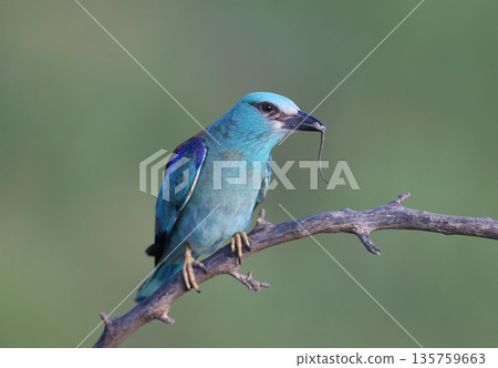 European roller (Coracias garrulus) and prey 135759663