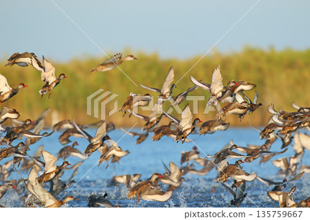 red-crested pochard (Netta rufina) 135759667
