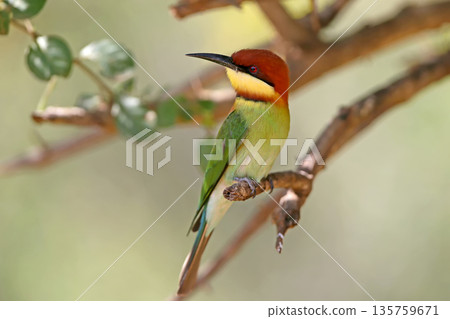 Chestnut-headed bee-eater Chestnut-headed bee-eater 135759671