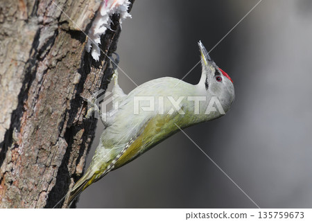 Portrait of a gray-headed woodpecker close-up 135759673