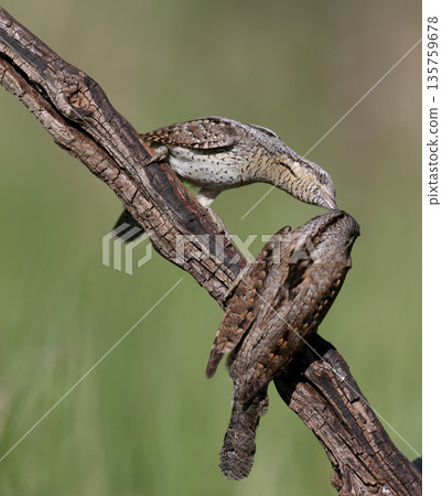 Amazing pairs of northern wryneck (Jynx torquilla) Amazing pairs of northern wryneck (Jynx torquilla) 135759678