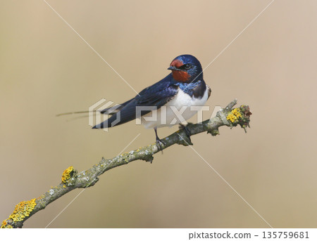 Various scenes from the life of a barn swallow (Hirundo rustica) 135759681