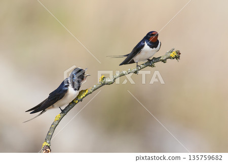 Various scenes from the life of a barn swallow (Hirundo rustica) 135759682