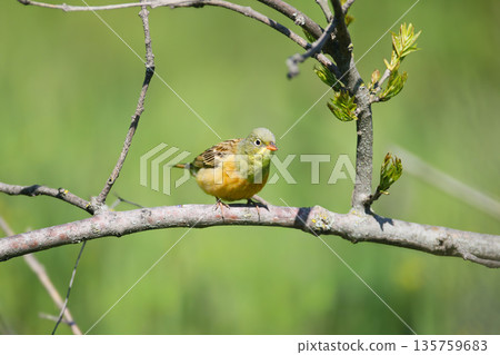 Portrait of an ortolan (Emberiza hortulana) 135759683