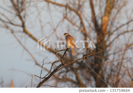 merlin (Falco columbarius) merlin (Falco columbarius) 135759684