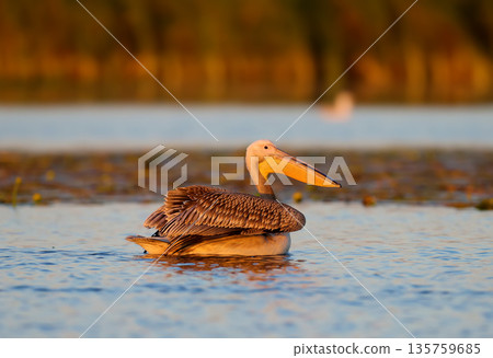 The great white pelican (Pelecanus onocrotalus) The great white pelican (Pelecanus onocrotalus) 135759685