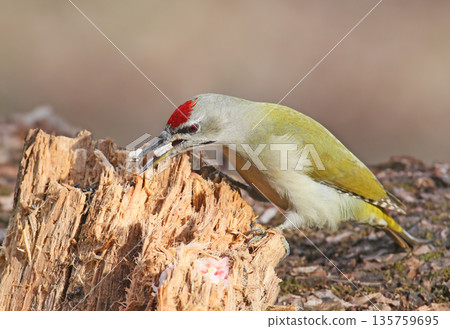 grey-headed woodpecker (Picus canus) grey-headed woodpecker (Picus canus) 135759695