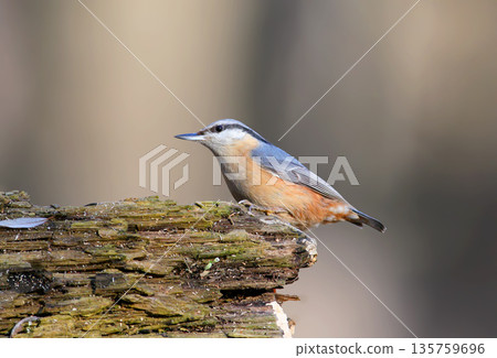 Eurasian nuthatch, wood nuthatch (Sitta europaea) 135759696
