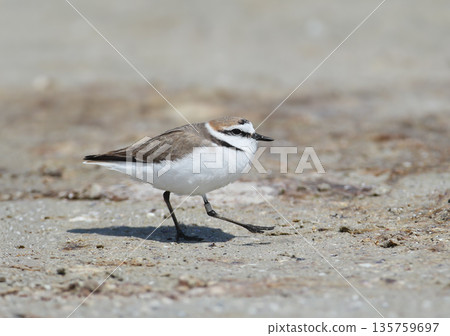 Kentish plover (Anarhynchus alexandrinus) 135759697