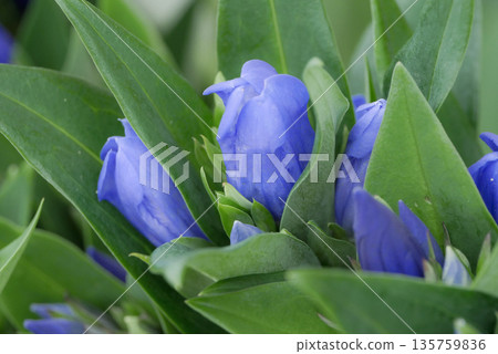 龍膽是岩手縣的特有花卉，主要種植於八幡平、安比和澤內地區。 135759836