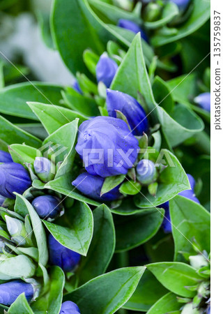 龍膽是岩手縣的特有花卉，主要種植於八幡平、安比和澤內地區。 135759837