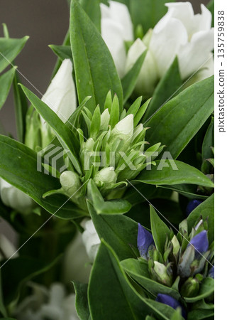Gentian, the flower of Iwate Prefecture, is mainly cultivated in the Hachimantai, Appi, and Sawauchi regions. Gentian, the flower of Iwate Prefecture, is mainly cultivated in the Hachimantai, Appi, and Sawauchi regions. 135759838