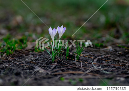 Early Spring Crocus vernus Flowers Growing from Soil After Winter 135759885