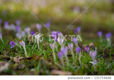 Purple Crocus vernus Flowers Blooming in Spring Grass Meadow 135759886