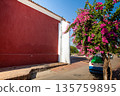 Beautiful Buganvilia plants at the colonial streets of the Heritage Town of Santa Cruz de Mompox in Colombia. 135759895