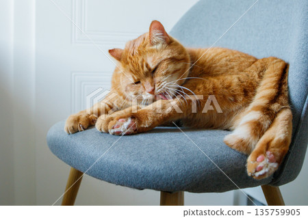 Domestic orange cat lying on the chair at home and licking and cleaning his body Domestic orange cat lying on the chair at home and licking and cleaning his body 135759905