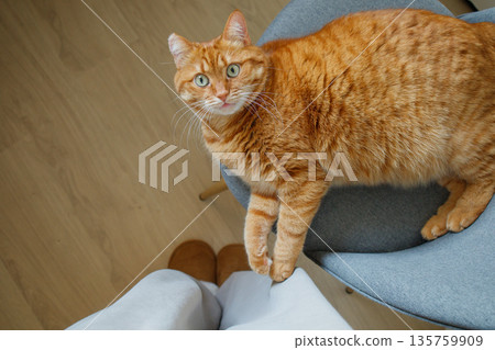 Cute playful domestic orange cat lying on the chair at home and looking up at his owner standing near in big home sleepers Cute playful domestic orange cat lying on the chair at home and looking up at his owner standing near in big home sleepers 135759909