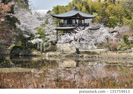 觀音寺:冰室池、觀音殿、櫻花(京都市山科區) 觀音寺:冰室池、觀音殿、櫻花(京都市山科區) 135759913