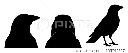 crow, bird, eagle 135760227