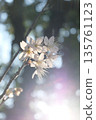 柔光下的白色花朵和夢幻般的鏡頭光暈（柔和雜誌風格） 135761123