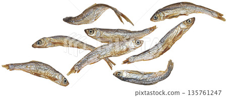Falling small dried fish isolated on white background, salty anchovy collection, full depth of field Falling small dried fish isolated on white background, salty anchovy collection, full depth of field 135761247