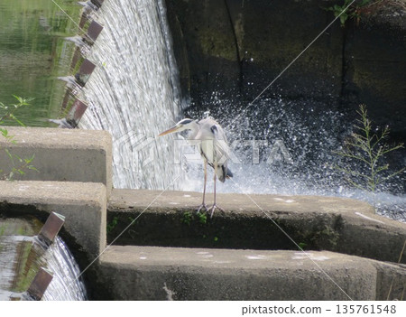 蒼鷺透過魚梯捕獵・1 135761548