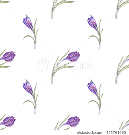 Seamless watercolor pattern with purple crocuses on an isolated background. Botanical illustration with spring primroses. A delicate seamless floral background for packaging, textiles, and tableware. 135761660