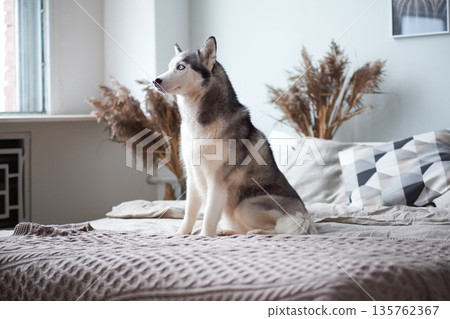 Husky dog at home in the bed of the owner. 135762367
