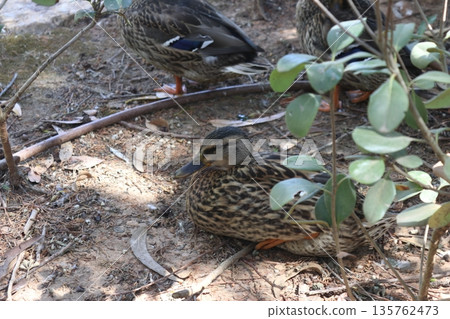 Female mallard duck resting on the ground at a park 135762473