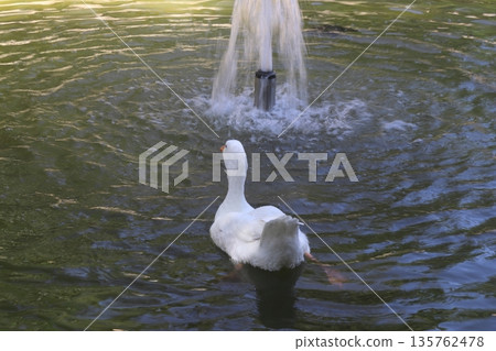 White goose swimming towards a water fountain in a park pond 135762478