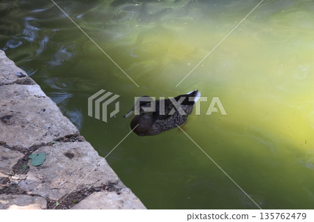 Duck swimming in a green pond at a public park Duck swimming in a green pond at a public park 135762479
