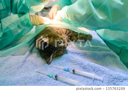 Cat Under Veterinary Surgery Drapes Being Prepared for Anesthesia in Operating Room 135763289