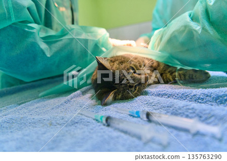 Cat Under Veterinary Surgery Amid Green Scrubs and Medical Team in an Operating Room Cat Under Veterinary Surgery Amid Green Scrubs and Medical Team in an Operating Room 135763290