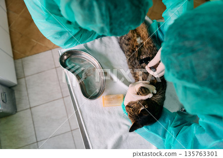 Veterinary Team Performs Cat Procedure On Surgical Table In Clean Clinic Setting During Anesthesia Today Veterinary Team Performs Cat Procedure On Surgical Table In Clean Clinic Setting During Anesthesia Today 135763301