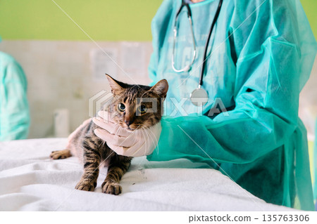 Compassionate Veterinarian Examining Cat At Animal Clinic With Stethoscope And Protective Gown, Medical Care Today 135763306