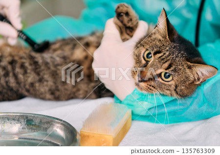 Cat Under Veterinary Examination With Gloved Hands At Clinic, Showcasing Care, Comfort, And Compassion Today Cat Under Veterinary Examination With Gloved Hands At Clinic, Showcasing Care, Comfort, And Compassion Today 135763309