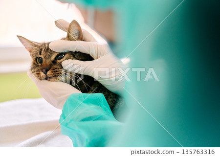 Cat Under Veterinary Exam With Gloved Hands In Clinic For Pet Care Cat Under Veterinary Exam With Gloved Hands In Clinic For Pet Care 135763316