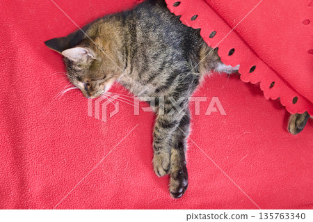 Cozy Tabby Cat Sleeping On A Soft Red Blanket On A Plush Red Couch At Home 135763340