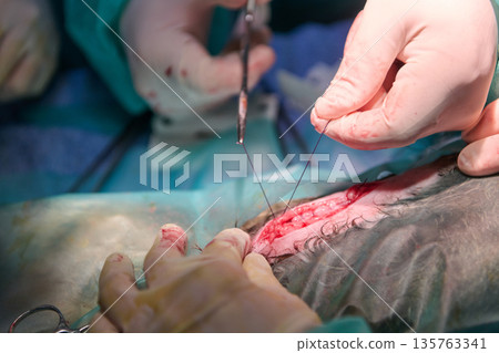 Surgeons Perform Surgical Stitching With Needle And Thread In Operating Room 135763341