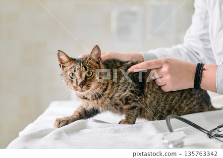 Calm Tabby Cat Being Patched by Vet Assistant During Checkup 135763342