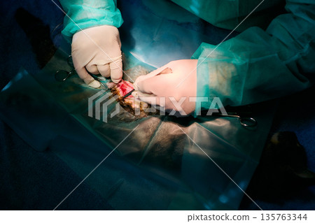 Surgeons Perform Delicate Operation Under Bright Lights With Sterile Tools And Protective Gowns 135763344