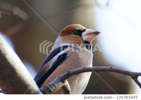 Shime perching on a branch 135763445