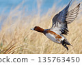 一隻赤頸鴨張開雙翼飛行 135763450